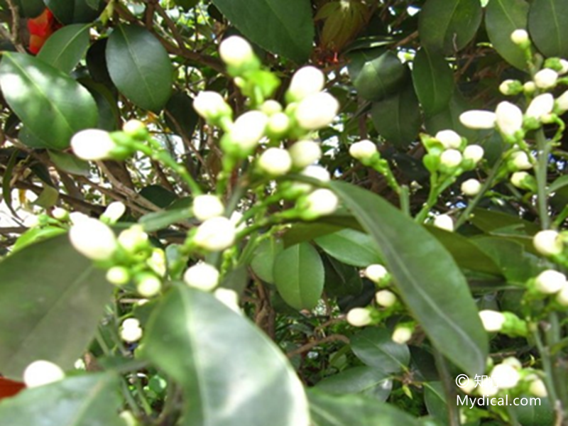 名称 代代花 别名:玳玳花《药材资料汇编,枳壳花《草花谱,酸