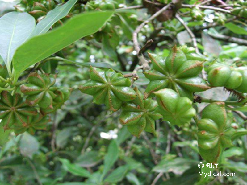 别名:舶上茴香《脚气治法总要》,大苗香《卫生杂兴》,舶茴香,八角珠