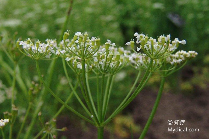 小茴香 药材