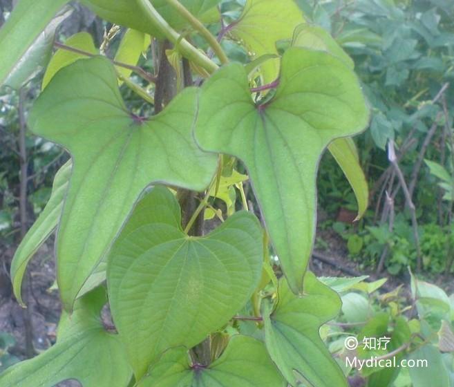 山药   植物