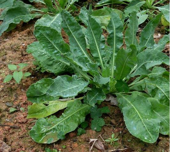 名称:  板蓝根 别名:靛青根(《本草便读》),蓝靛根(《分类草药性》)