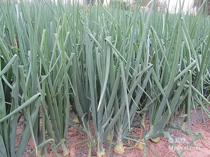 别名:玉葱《植物学大辞典》,浑提葱《云南种子植物名录》,洋葱头