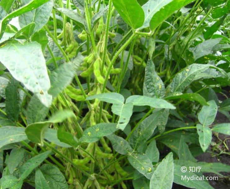 大豆   植物