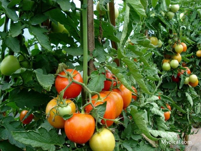 名称:  番茄 别名:  蕃柿,西红柿,洋柿子 来源:  为茄科植物番茄