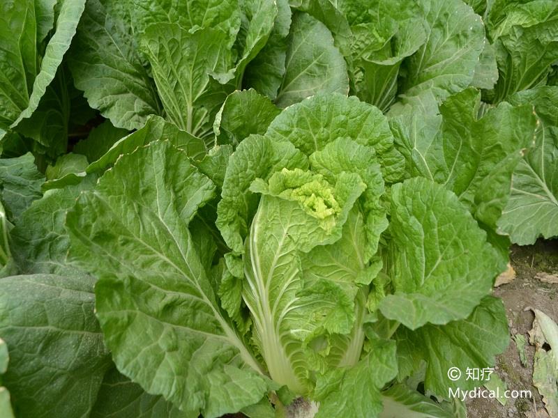 根即黄芽白菜,黄芽白菜是常用食材,又名黄芽菜《咸淳临安志,黄矮菜