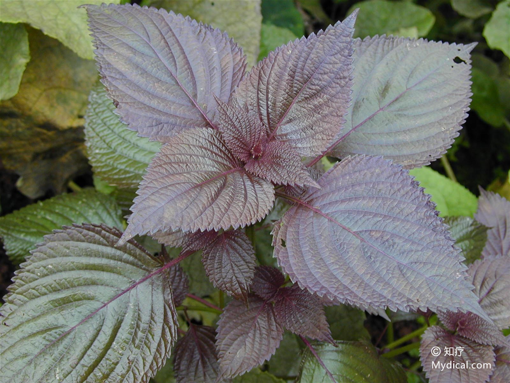 紫苏子   植物