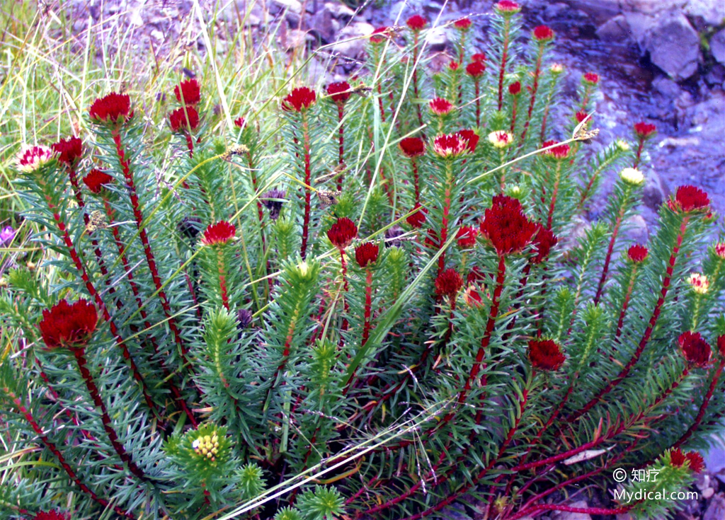 红景天   植物