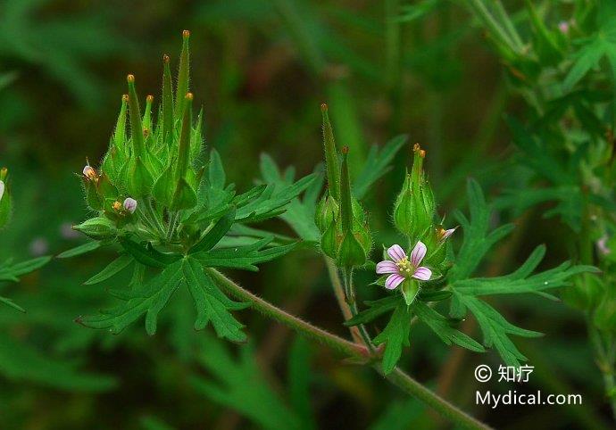 生扯拢,破铜钱(《贵州民间方药集》),老鸹筋(《东北资源植物手册》)