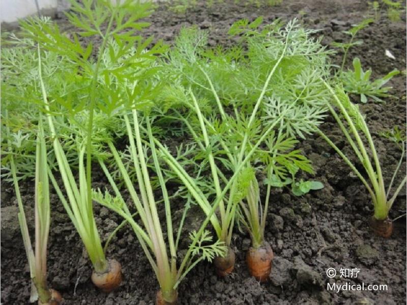 胡萝卜   植物