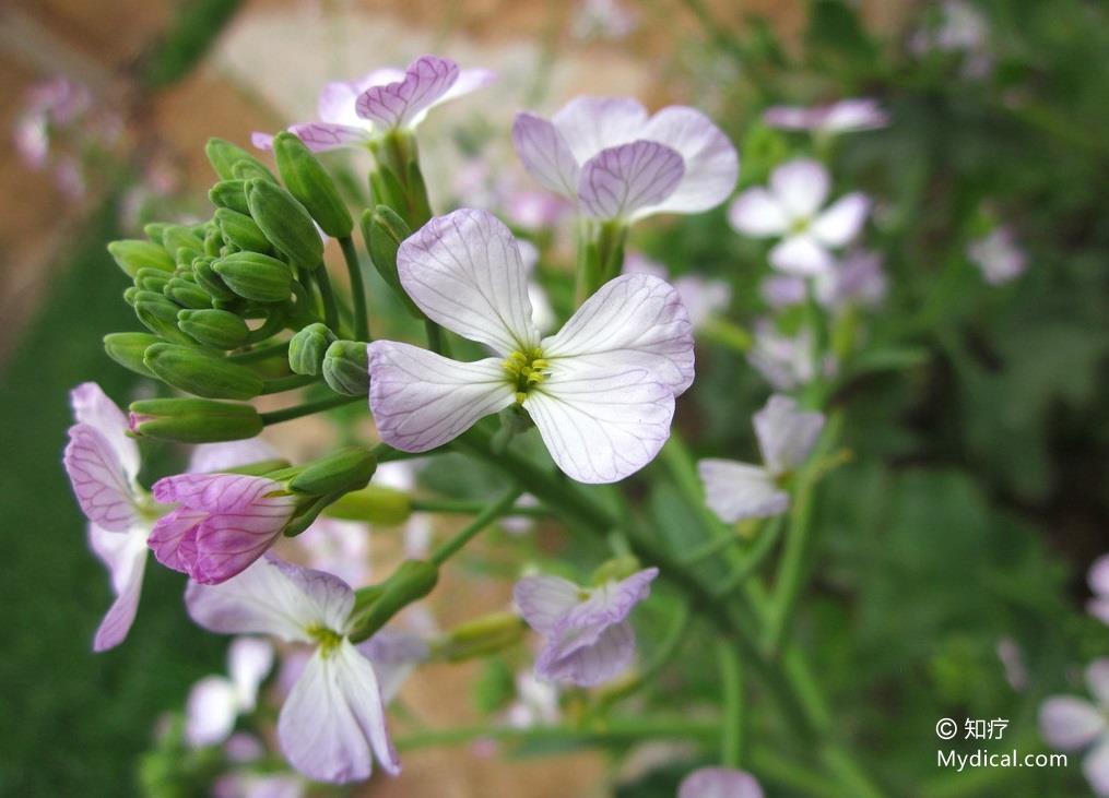 莱菔子   植物