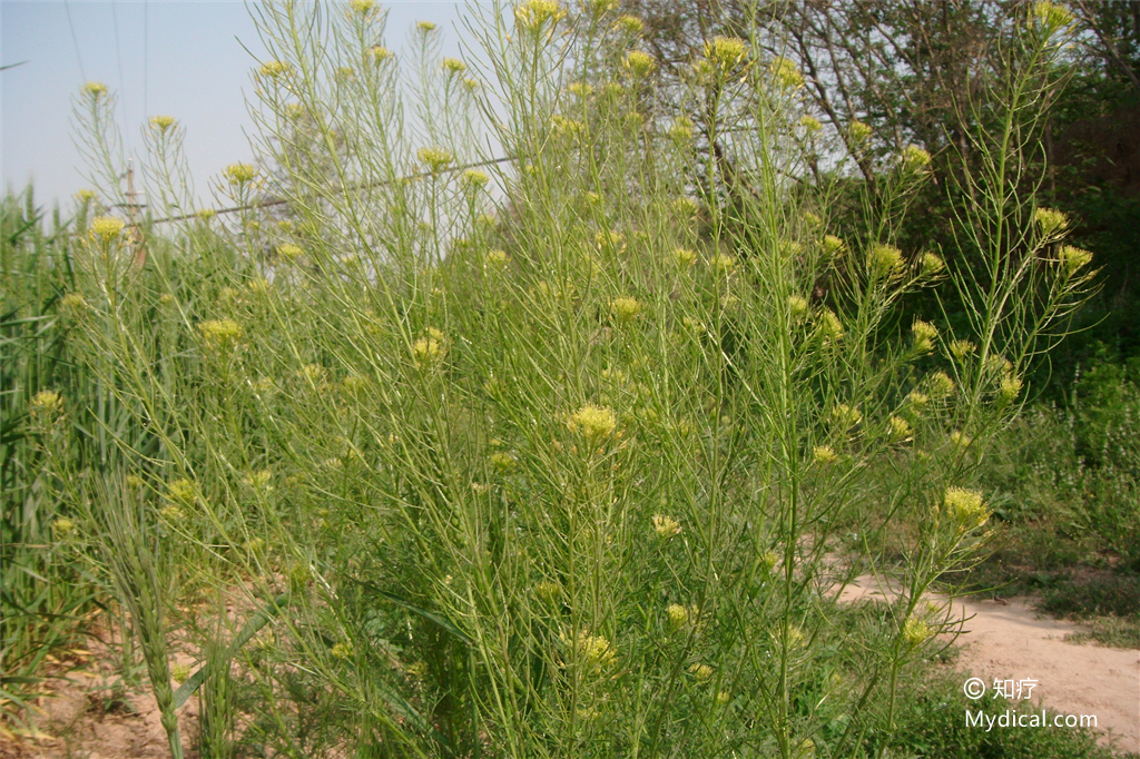 名称:  葶苈子 别名:大适,大室(《本经》),蕇蒿,丁历(《别录》).