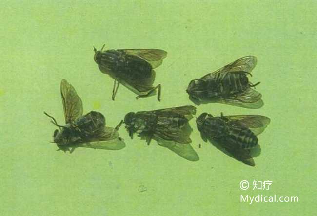 名称:  虻虫 别名:蜚虻(《本经)),牛虻(《本草崇原》),牛蚊子(《中药
