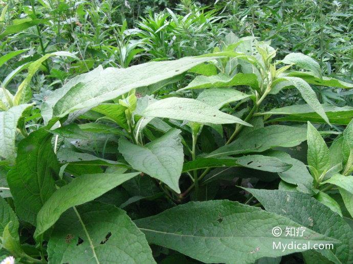 《救荒本草,希仙,虎莶《纲目,黄猪母《医林纂要,肥猪苗