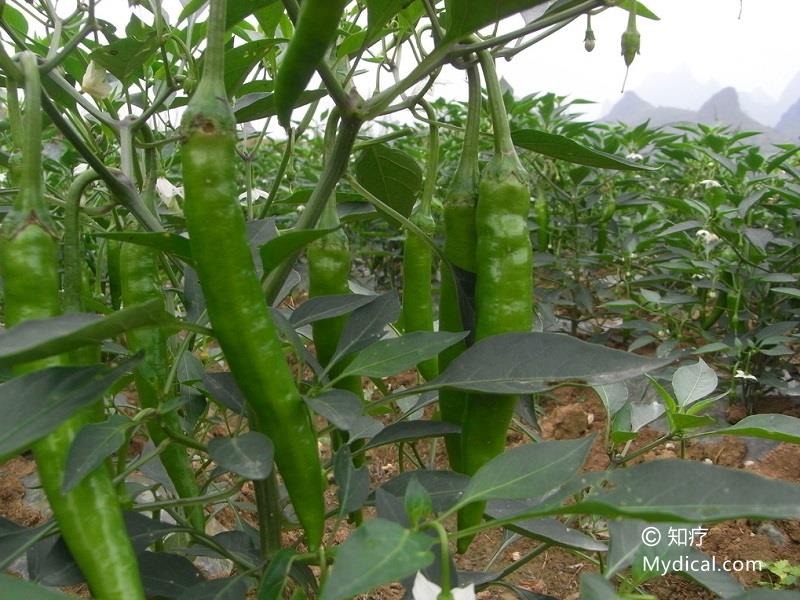 辣椒   植物