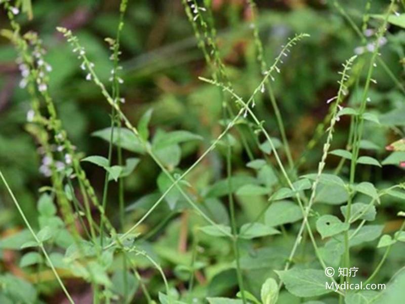 羊角透骨草  为紫葳科植物角蒿的全草.