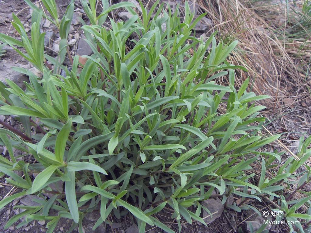 名称:  银柴胡 别名:银胡(《本草求真》),山菜根,山马踏菜根(《山东