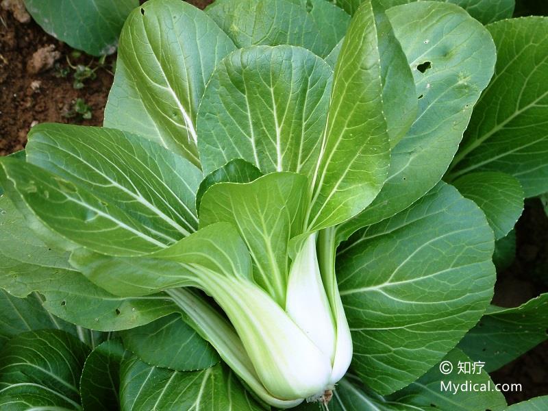 别名:白菜《饮膳正要,青菜《日用本草,夏菘《农政全书.