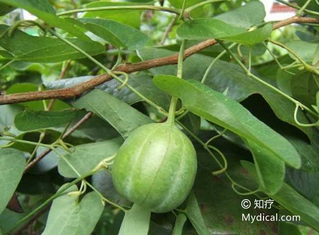 水马香果《江苏植药志,葫芦罐《东北药植志,臭铃铛《河北