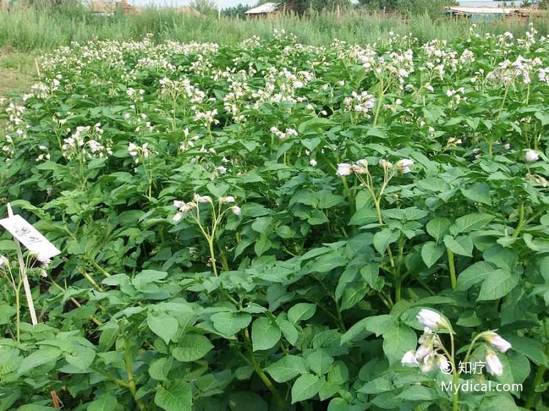 别名:阳芋,山药蛋《植物名实图考,洋番薯《中国蔬菜栽培学,土豆