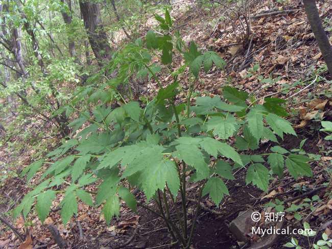 三角叶黄连coptis deltoidea c.y.